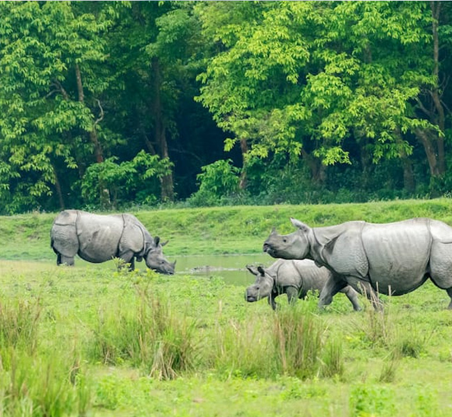 Kaziranga National Park to reopen for 2024-25 season on October 1